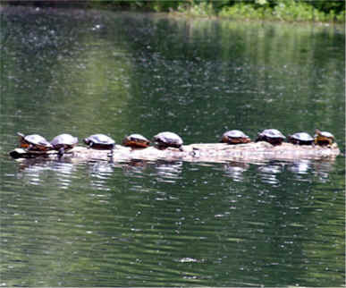 turtles on a log