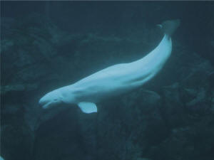 beluga