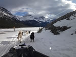 Dog Sledding in Canmore, Alberta