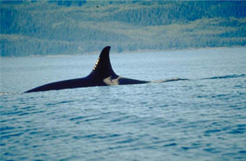 orca