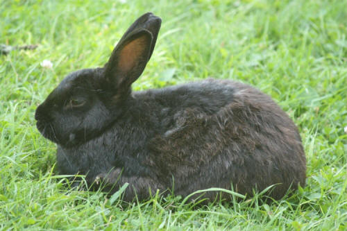 Bunny at White Point Beach