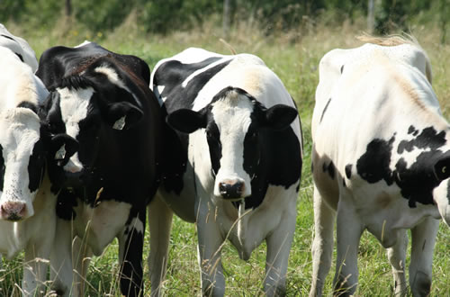 cows