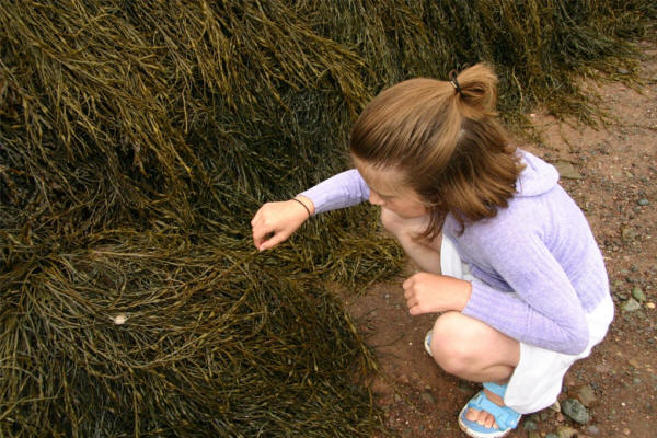 Kaitlyn explores the seaweed at low tide.