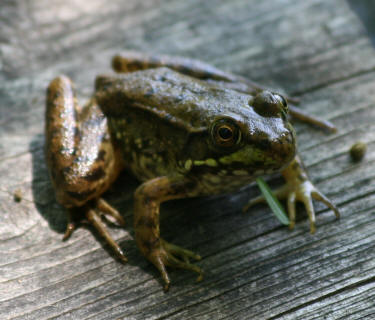 Frog