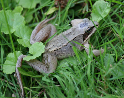 The 'pool' frog.