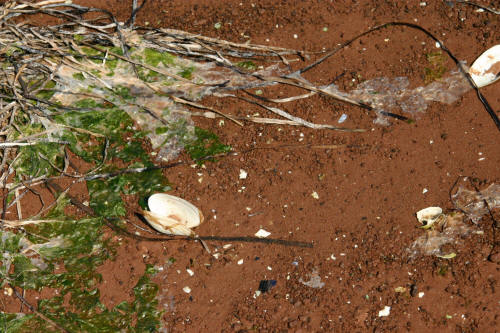Seaweed on the red sand beach.