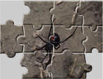 Spider Jigsaw Puzzles