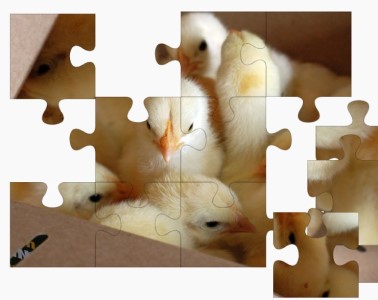 chick on-line jigsaw puzzles
