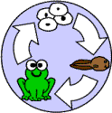 frog life cycle