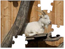 goat jigsaw puzzles