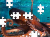 Octopus jigsaw puzzle