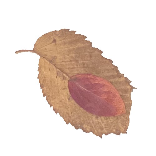 leaf chick craft