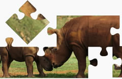 Rhino puzzles