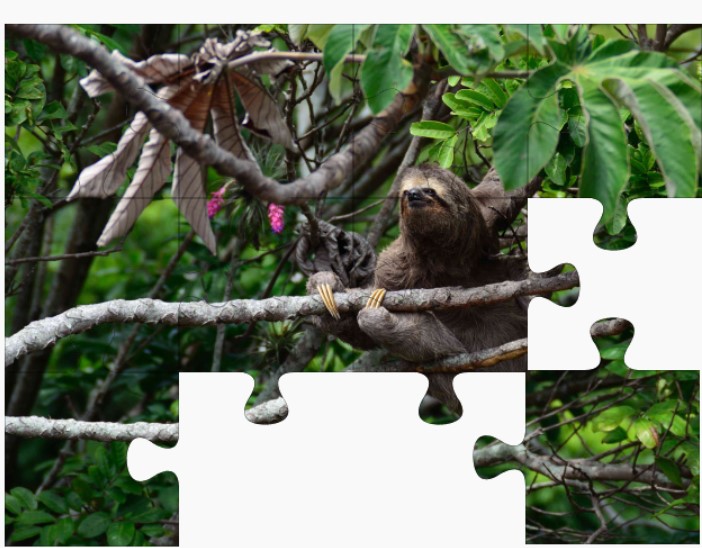 sloth jigsaw puzzle