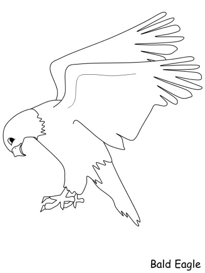 bald eagle coloring page