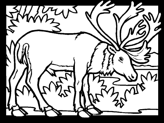 caribou coloring page