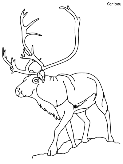 caribou coloring page