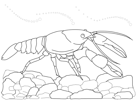crawfish coloring page