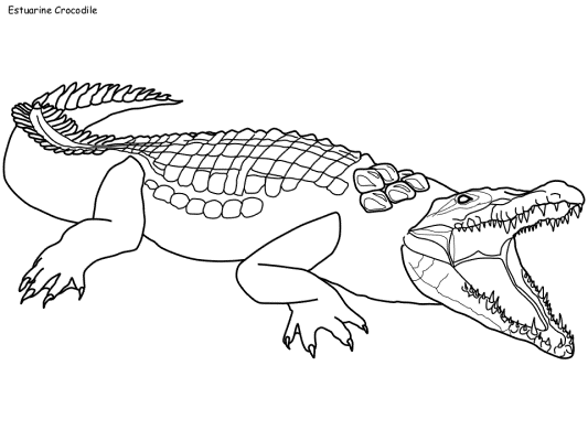 crocodile coloring page
