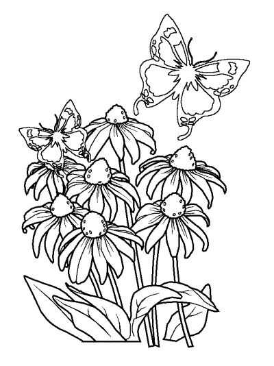 butterfly coloring page