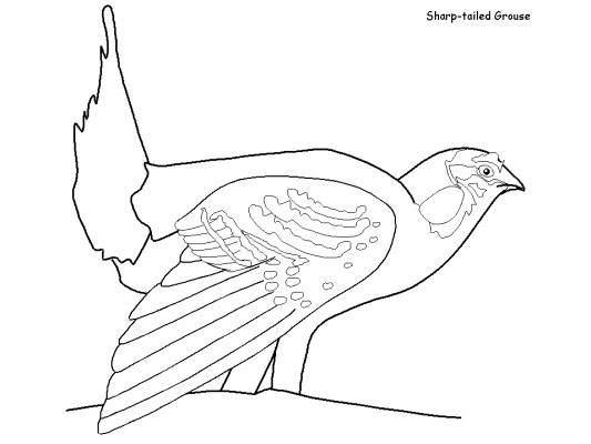 Sharp-tailed grouse coloring page