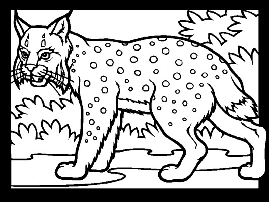 lynx coloring page