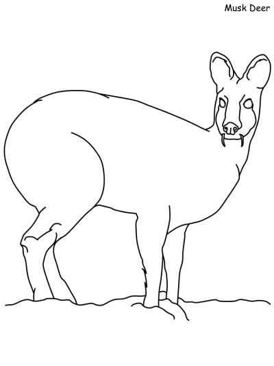 musk deer coloring page