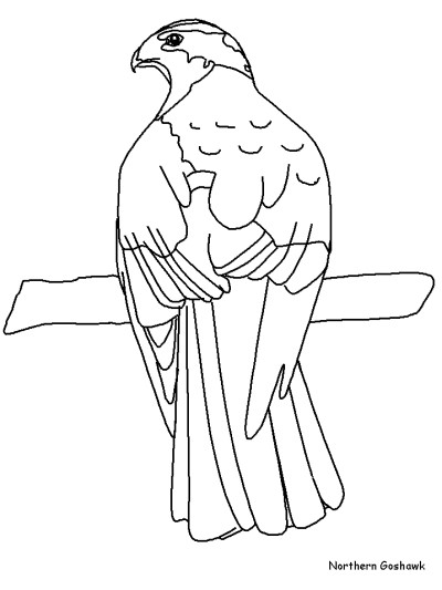 Northern Goshawk coloring page