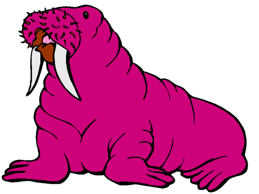 walrus coloring page