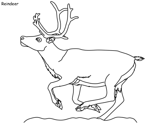 reindeer coloring page