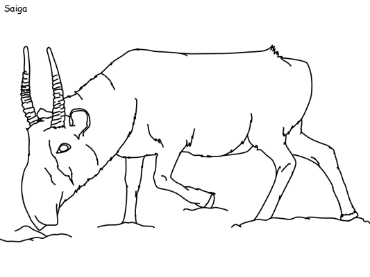 saiga coloring page