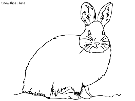 snowshoe hare coloring page