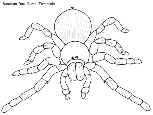 tarantula coloring page
