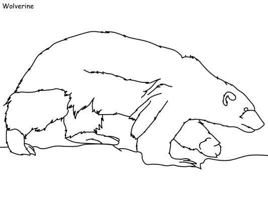 wolverine coloring page