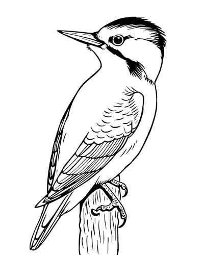 woodpecker coloring page