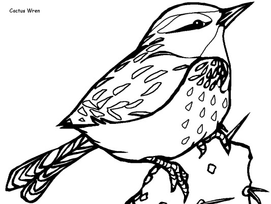 Cactus Wren coloring page