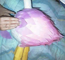feathers