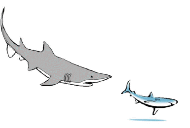 shark riddles