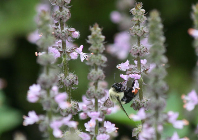 Nat Geo Live Blog Post: bumblebee