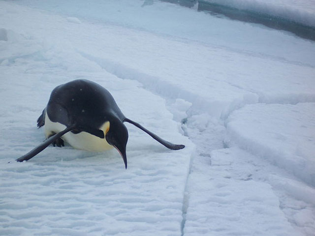 Paper Mache Animals: Penguin