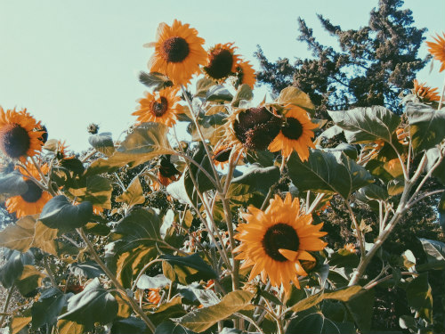 Sunflowers in wind
