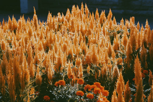 flowers