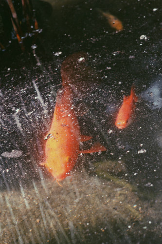 koi in a pond