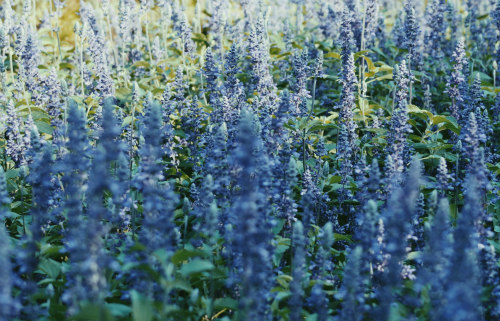 lavender patch