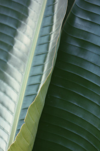 big leaves