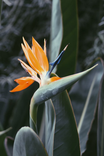Birds of Paradise