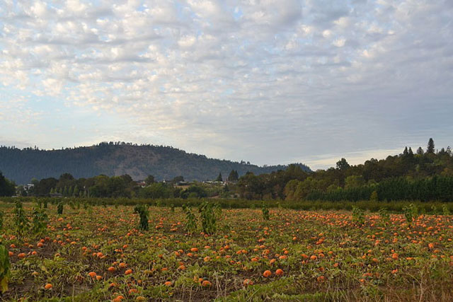 Thanksgiving Paper Strip Pumpkin: Pumpkin Field
