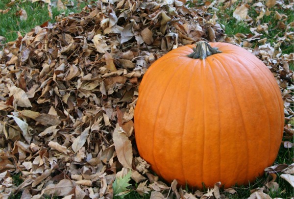 Feeling Thankful: Pumpkin