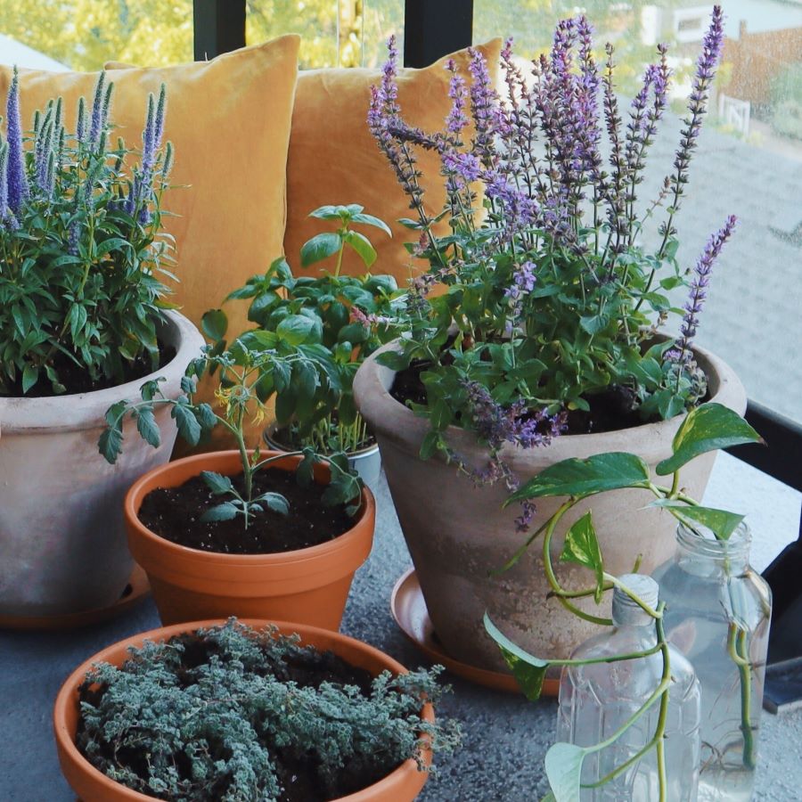 A Container Garden for Close-Quarters Living. Gardening on the deck.