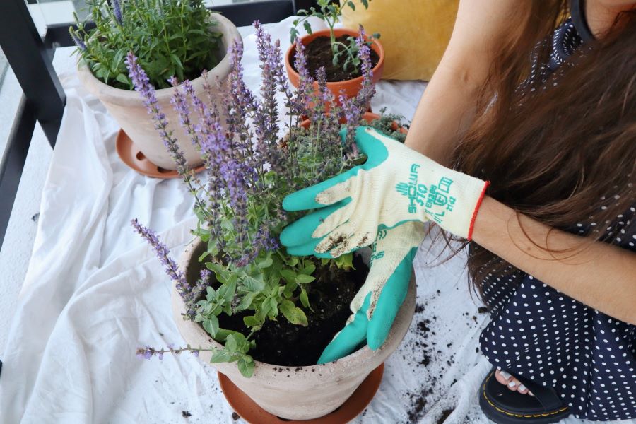 planting sage